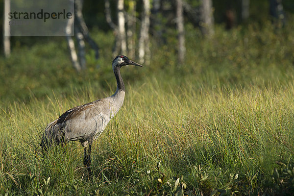 Kranich (Grus grus)  Provinz Västra Götalands län  Schweden