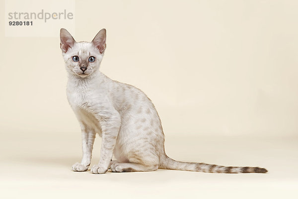 Bengal Kitten  Farbe Snow  16 Wochen