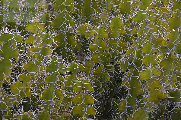 Großhörnige Wolfsmilch (Euphorbia grandicornis)  Ostafrika