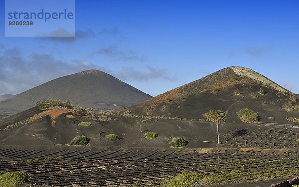 Weltweit einzigartiger Weinanbau in Trockenbaumethode auf vulkanischer Asche  Lava  Weinanbaugebiet La Geria  Lanzarote  Kanarische Inseln  Spanien