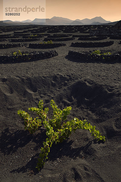 Abendstimmung  weltweit einzigartiger Weinanbau in Trockenbaumethode auf vulkanischer Asche  Lava  Weinanbaugebiet La Geria  dahinter Gebirge Los Ajaches  Lanzarote  Kanarische Inseln  Spanien