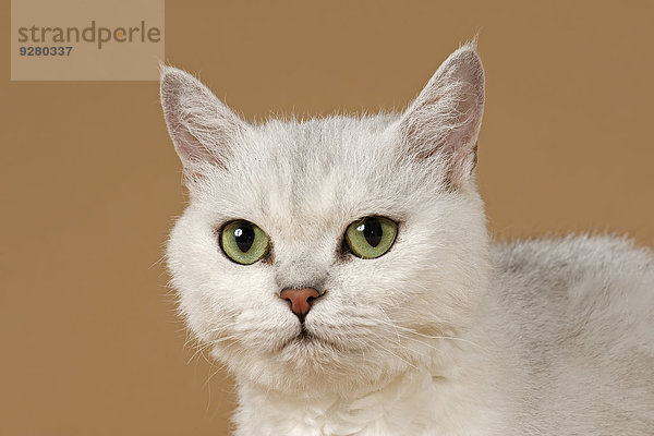 Selkirk Rex Katze  gelockt  Farbe Chinchilla