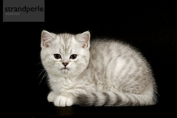 Selkirk Rex Kitten  8 Wochen  Farbe Silver shaded  dunkel  glatt