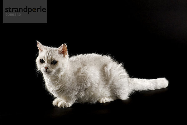 Selkirk Rex Katze  2 Jahre  gelockt  Farbe Chinchilla