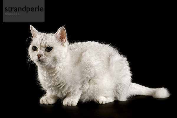 Selkirk Rex Katze  gelockt  2 Jahre  Farbe Chinchilla