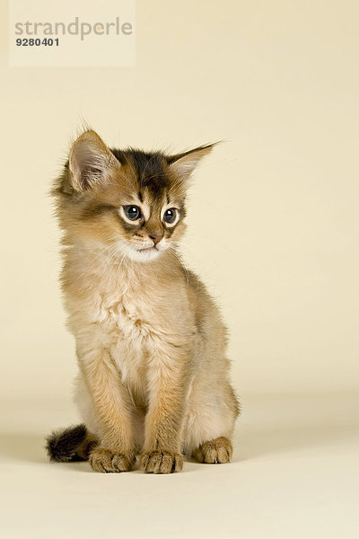 Rassekatze Somali  Kitten  wildfarben