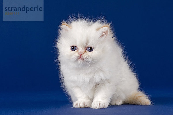 Rassekatze Perser  Kitten  mit Nase  5 Wochen