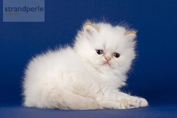 Rassekatze Perser  Kitten  mit Nase  5 Wochen