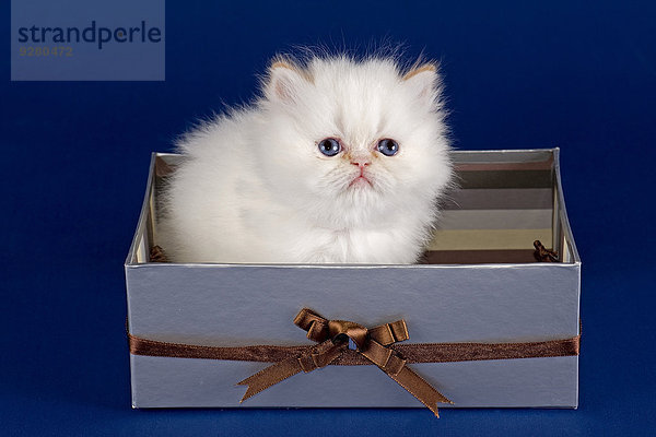 Perser Kitten  5 Wochen  mit Nase  Farbe Colourpoint Red Tabby Point  in einer Schachtel