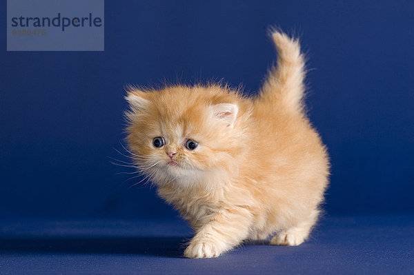 Rassekatze Perser  Kitten  5 Wochen  mit Nase