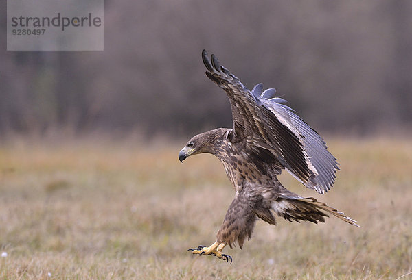 Landschaft fliegen fliegt fliegend Flug Flüge weiß Herbst Schwanz Tierschwanz Adler Polen