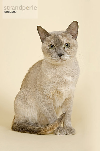 Tonkanese Katze  4 Jahre  Farbe Blue Cream Smoke Sepia