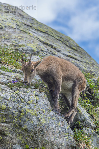 Junger Alpensteinbock (Capra ibex) frisst Blumen auf einem Felsen  Mont Blanc  Frankreich