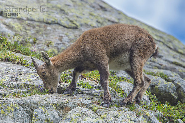 Junger Alpensteinbock (Capra ibex) frisst Blumen auf einem Felsen  Mont Blanc  Frankreich