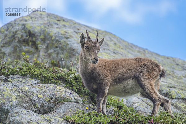 Junger Alpensteinbock (Capra ibex) auf einem Felsen  Mont Blanc  Frankreich