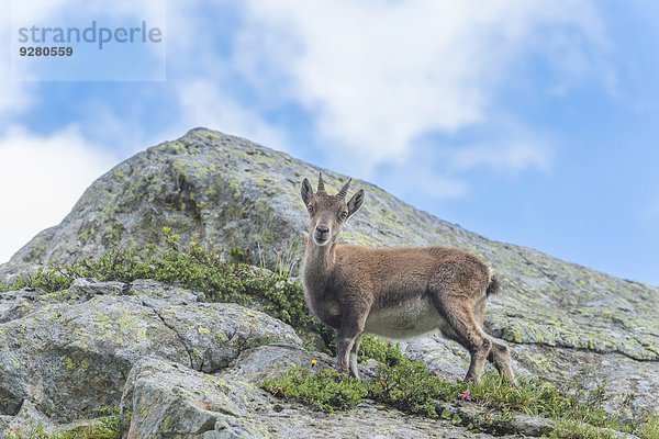 Junger Alpensteinbock (Capra ibex) auf einem Felsen  Mont Blanc  Frankreich