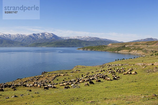 Schafherde am Vansee  Van-See oder Van Gölü  bei Tatvan  Provinz Bitlis  Ostanatolien  Anatolien  Türkei