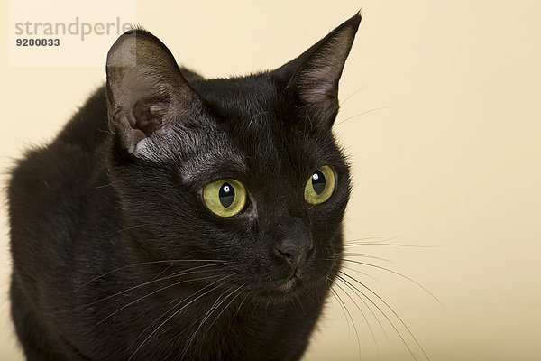Asian Katze  2 Jahre  Farbe Black Bombay