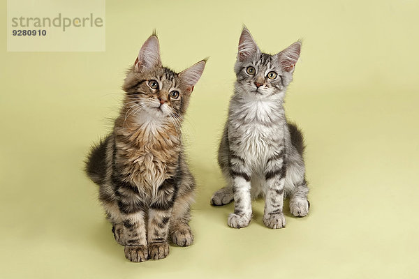 Zwei Maine Coon kitten