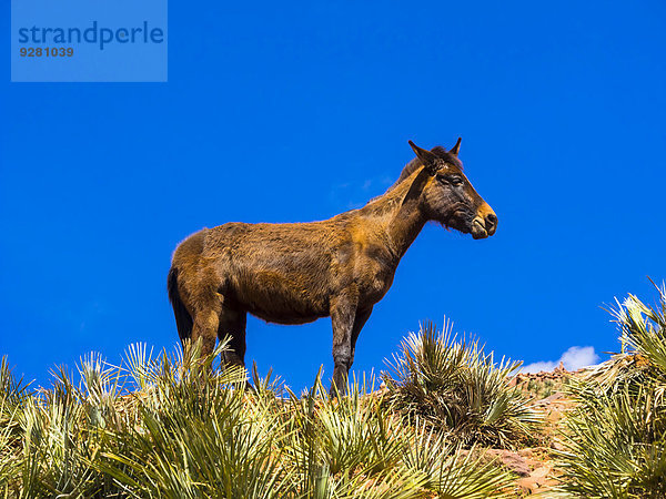 Pferd auf einem Bergpfad im Atlas-Gebirge  Anammer  Ourika-Tal  Marrakech-Tensift-Al Haouz  Marokko