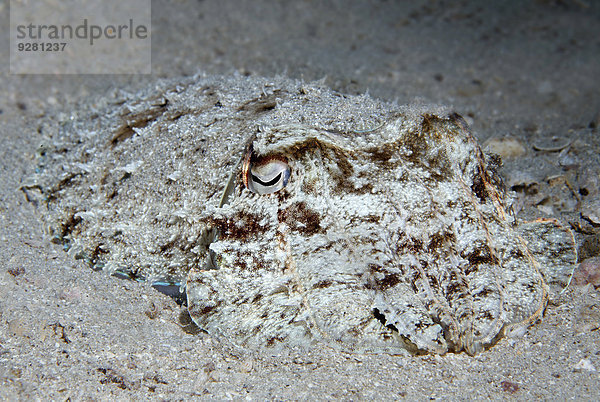 Breitkeulen-Sepia (Sepia latimanus) liegt getarnt im Sand  Makadi Bay  Rotes Meer  Hurghada  Ägypten