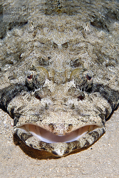 Teppich-Krokodilsfisch (Papilloculiceps longiceps)  Makadi Bay  Rotes Meer  Hurghada  Ägypten