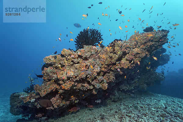 Kleines Korallenriff mit Grüner Zäpfchenkoralle (Tubastrea micranthus)  und oranger Kelchkoralle (Dendrophyllia gracilis)  Steinkorallen  Embudu Kanal  Indischer Ozean  Tilla  Süd-Male-Atoll  Malediven