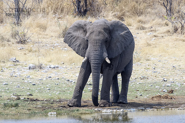 Afrikanischer Elefant (Loxodonta africana)  Alttier am Wasserloch  Etosha Nationalpark  Namibia