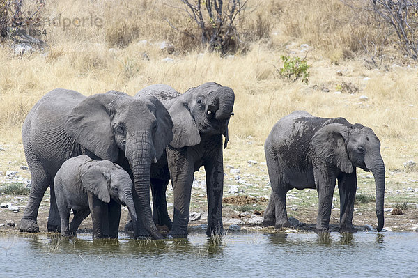 Afrikanischer Elefant (Loxodonta africana)  vier Alttiere und Jungtiere stehen und trinken  Etosha Nationalpark  Namibia