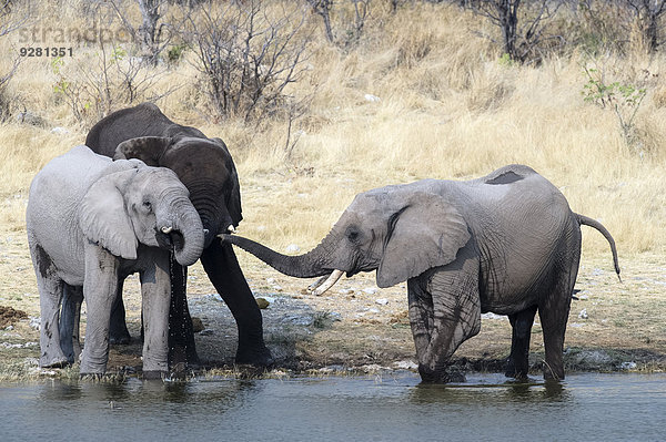 Drei Afrikanische Elefanten (Loxodonta africana) am Wasserloch  Etosha Nationalpark  Namibia