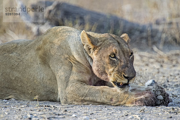 Löwin (Panthera leo) knurrt im liegen  Etosha Nationalpark  Namibia