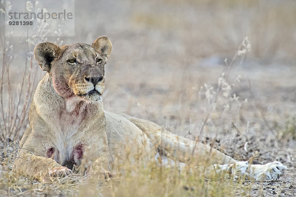 Löwe (Panthera leo)  adultes Weibchen  blutbefleckt  Etosha-Nationalpark  Namibia