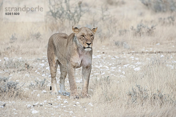 Löwe (Panthera leo)  adultes Weibchen  im Stand auf felsigem Boden  Etosha-Nationalpark  Namibia