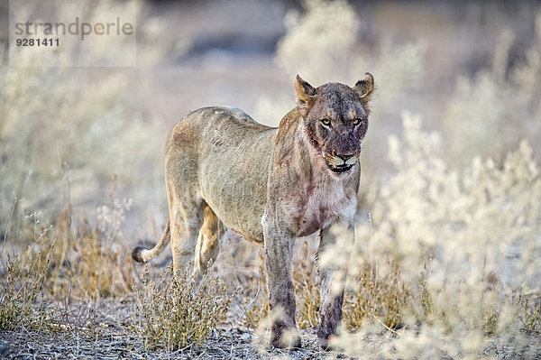 Blutbefleckter Löwe (Panthera leo)  adultes Weibchen  Etosha-Nationalpark  Namibia