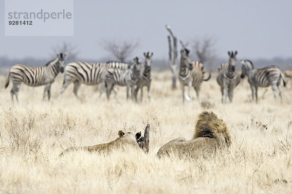 Afrikanische Löwen (Panthera leo)  adultes Männchen und adultes Weibchen mit Blick auf eine Herde von Steppenzebras (Equus quagga burchellii)  Etosha-Nationalpark  Namibia