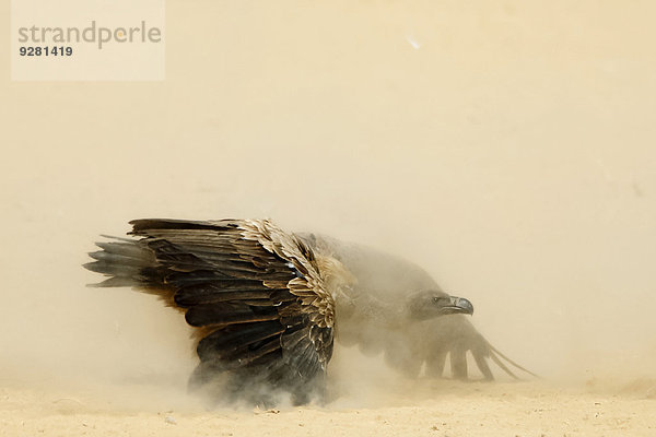 Weißrückengeier (Gyps africanus)  mit Staub bedeckten  ausgestreckten Flügeln am Boden