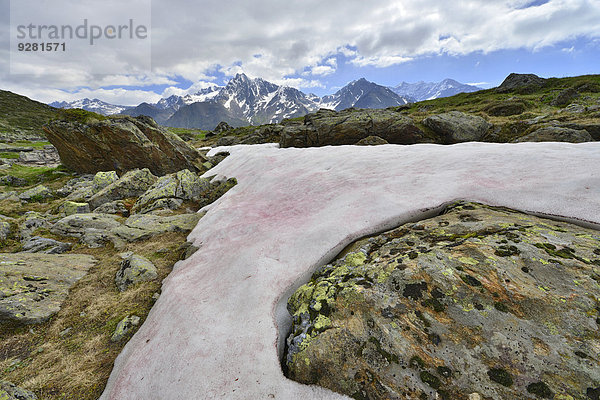 Rote Schneealge  Blutschnee (Chlamydomonas nivalis)  dahinter der Kaunergrat  Seeles See  Kaunertal  Tirol  Österreich