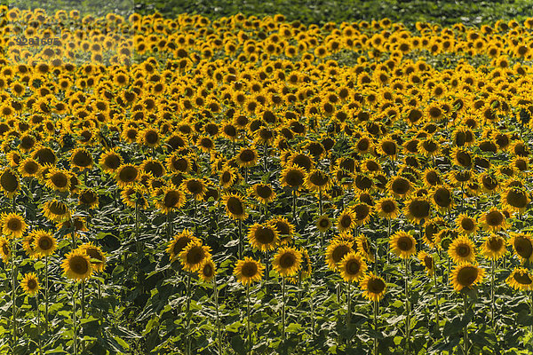 Feld mit Sonnenblumen (Helianthus annuus)  Cucuron  Vaucluse  Provence-Alpes-Côte d?Azur  Frankreich