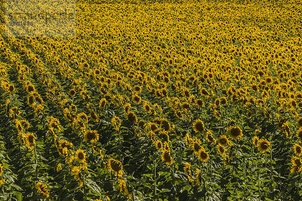 Feld mit Sonnenblumen (Helianthus annuus)  Cucuron  Vaucluse  Provence-Alpes-Côte d?Azur  Frankreich