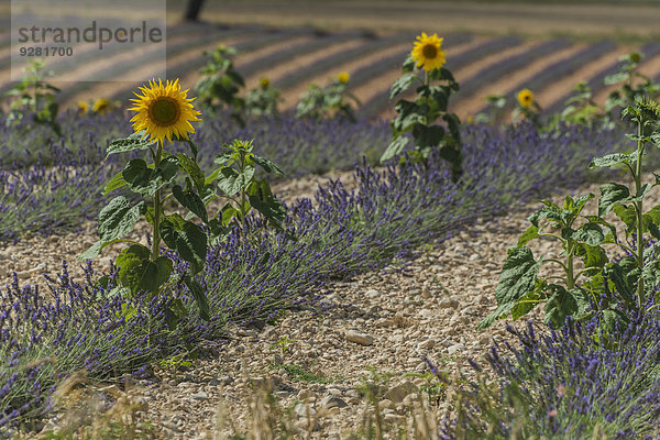 Blühender Lavendel und Sonnenblumen  bei Valensole  Plateau de Valensole  Alpes-de-Haute-Provence  Provence  Frankreich