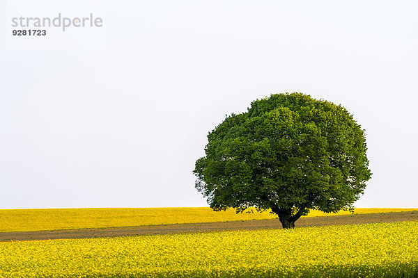 Baum im Rapsfeld (Brassica napus)  Pfaffenhausen  Unterallgäu  Bayern  Deutschland