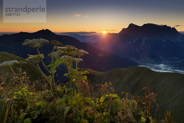 Zugspitze mit Wiesen-Bärenklau (Heracleum sphondylium) bei Sonnenaufgang  Berwang  Lechtal  Außerfern  Tirol  Österreich