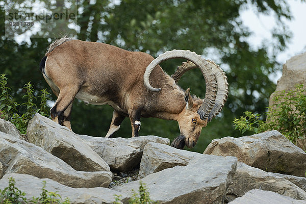 Syrischer Steinbock (Capra nubiana)  captive  Schweiz