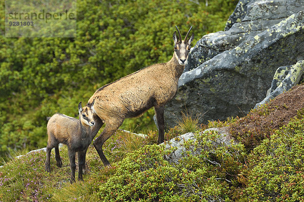 Gämse (Rupicapra rupicapra)  Muttertier mit Jungtier  Berner Oberland  Schweiz