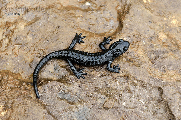 Alpensalamander (Salamandra atra)  Berner Oberland  Schweiz