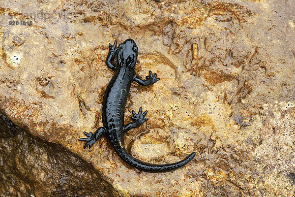 Alpensalamander (Salamandra atra)  Berner Oberland  Schweiz