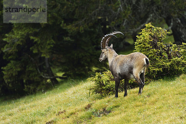 Alpensteinbock (Capra ibex)  Berner Oberland  Schweiz