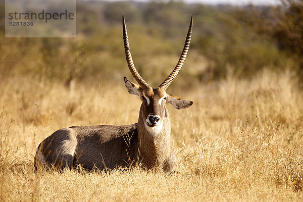 Wasserbock (Kobus ellipsiprymnus)  Männchen beim Wiederkäuen  Krüger-Nationalpark  Südafrika