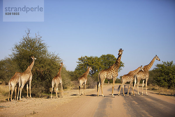 Herde von Giraffen (Giraffa camelopardalis) mit Jungtieren  Krüger-Nationalpark  Südafrika