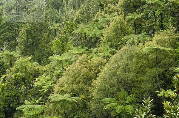 Regenwaldvegetation mit Baumfarnen (Cyatheales)  Nordinsel  Neuseeland